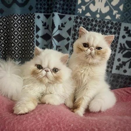 Chez Sigmund Et Skywalker Apartment Lachau Ngoại thất bức ảnh